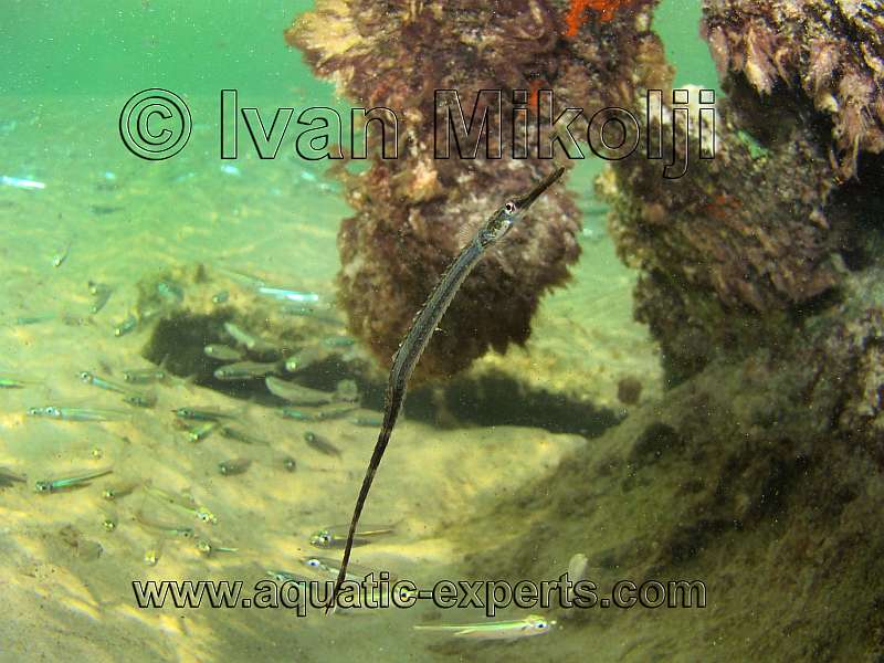 pipe fish